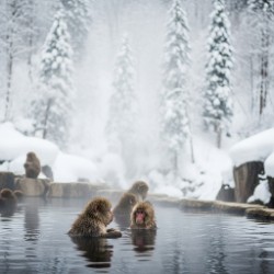 Jigokudani Snow Monkeys Intro | etravelogs
